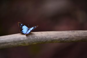 feel-connected-background-blue-butterfly